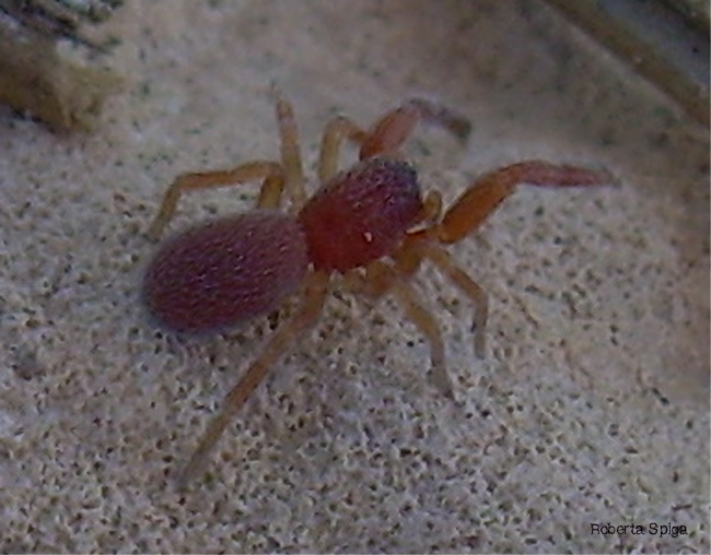 Palpimanus gibbulus